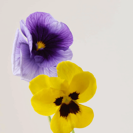 Payot Lisse Wrinkle Smoothing  Day Cream 50ml